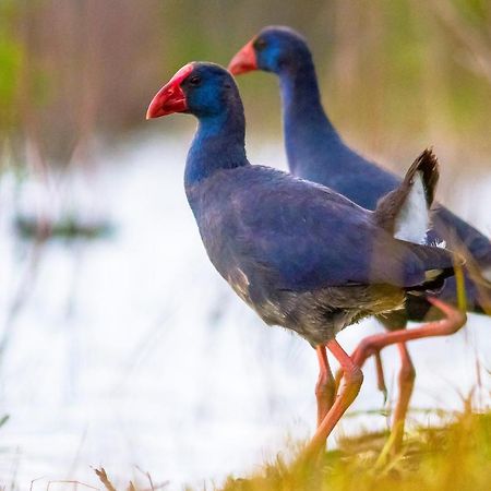 Casa De Los Pajaros เซบีญา ภายนอก รูปภาพ