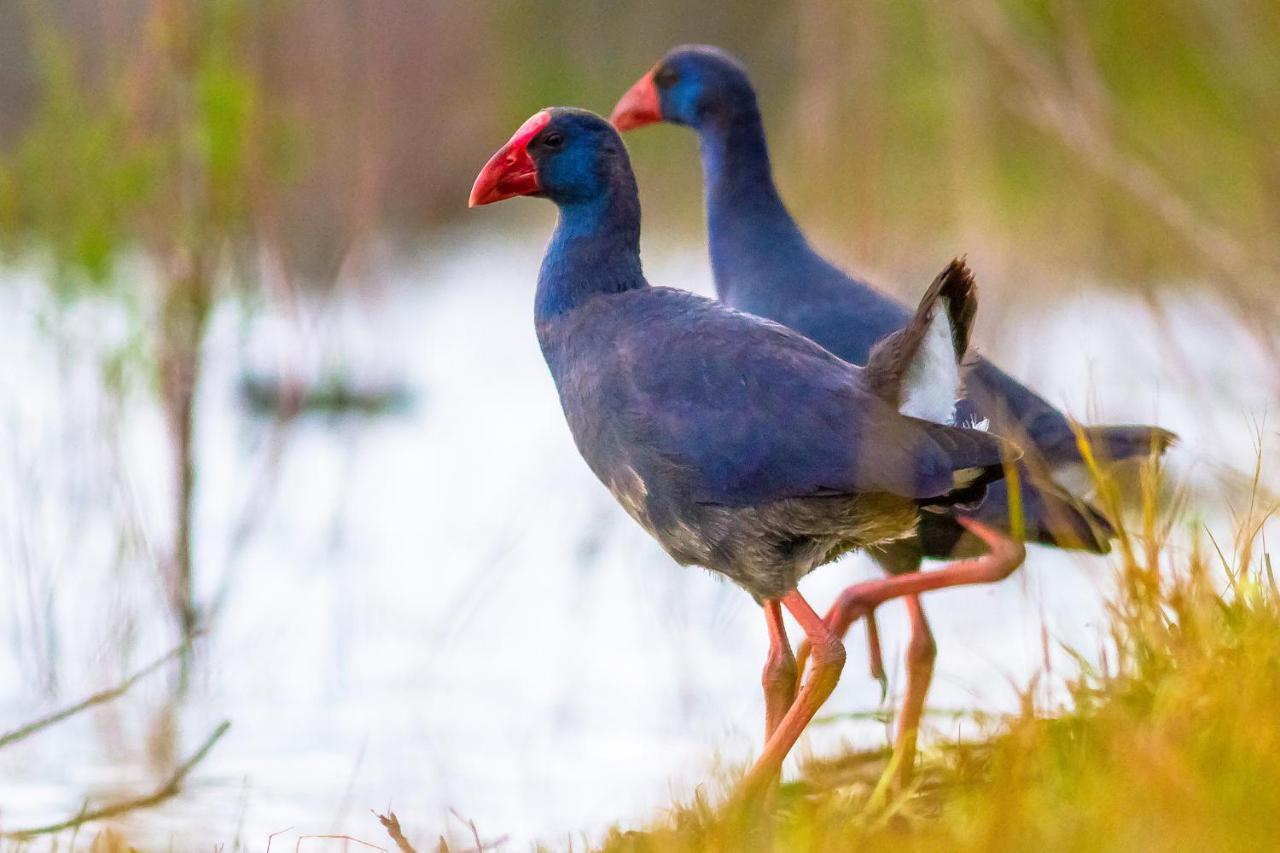 Casa De Los Pajaros เซบีญา ภายนอก รูปภาพ