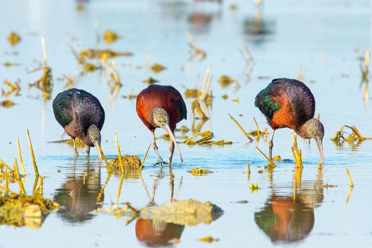 Casa De Los Pajaros เซบีญา ภายนอก รูปภาพ
